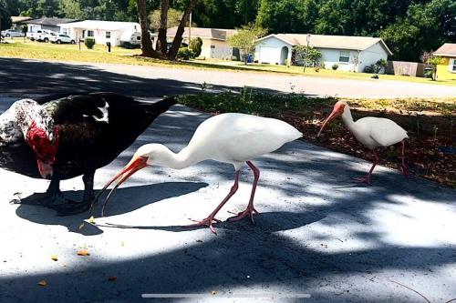 three birds standing on a street with their necks at Lakeside retreat - 3 Bedroom, 2 Bathroom house by the lake in Lakeland