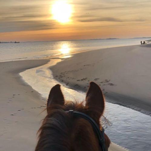a horse on the beach looking at the sunset at Ferienwohnung Storchennest in Drochtersen