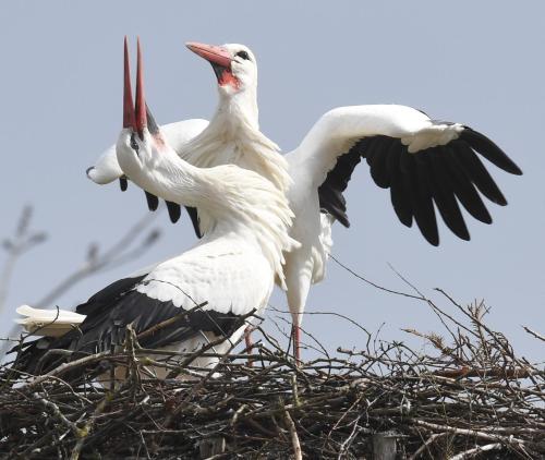 two white birds are standing in a nest at Ferienwohnung Storchennest in Drochtersen