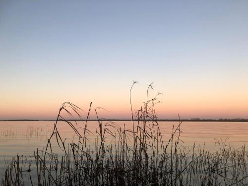 a view of a body of water with tall grass at Ferienwohnung Rehkitz in Drochtersen