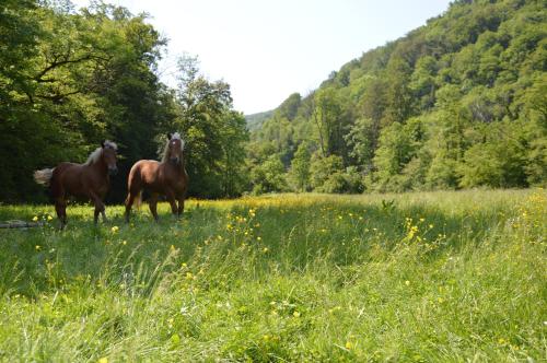 two horses are standing in a field of grass at Moulin de la Cuse - L'îlote in Cusance
