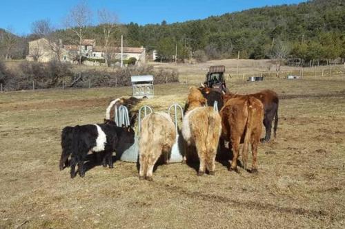 a group of cows and horses standing in a field at Véritable Mas Provençal À La Palud in La Palud sur Verdon