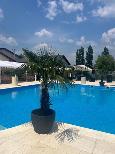 a palm tree in a pot next to a swimming pool at Hotel Del Ponte in Târgovişte