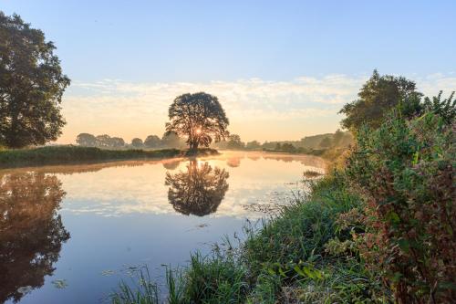 a river with a tree in the middle of it at Chalets De Roos in Beerze