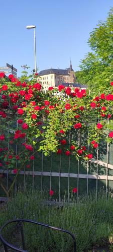 a bunch of red flowers behind a fence at Apartmán maxi - Café Princ pod hradem KLIMA, WiFi in Šternberk