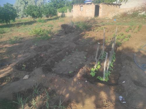 un patio de tierra con un jardín con plantas. en Mavikent, 