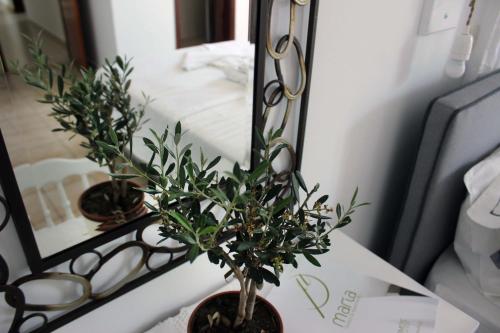a plant sitting on a table in front of a mirror at KIMASIS by Maria in Samos