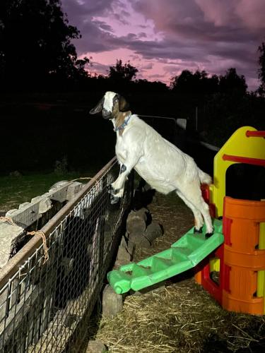 Huéspedes con una o varias mascotas en River Gardens Axedale Pet Friendly Farmstay B&B