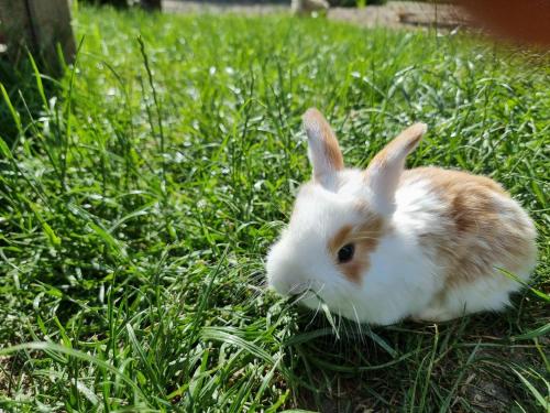 a brown and white rabbit sitting in the grass at Siedlisko Szymonka in Ryn