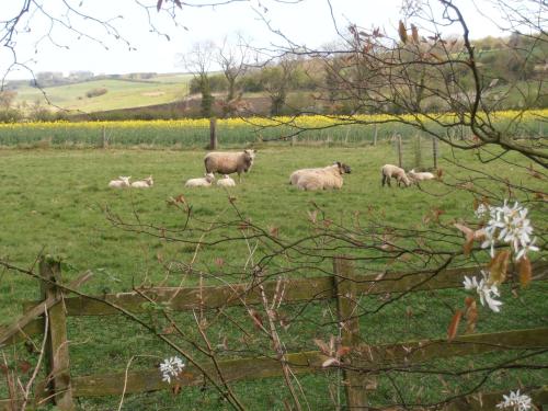 Animals at the vacation home or nearby 