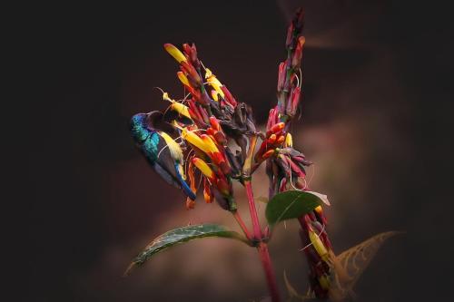 a hummingbird sitting on top of a flower at Shimbwe Meadows Home in Moshi