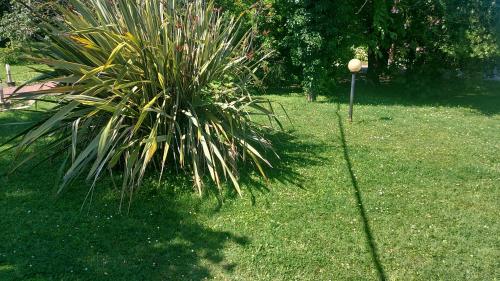 una palma nell'erba vicino a un palo di Casa di Alice a Chioggia