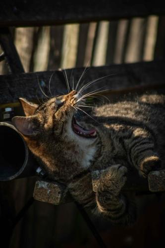 a cat laying on a bench with its mouth open at Gutshof Bastorf in Kühlungsborn