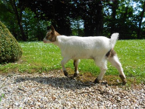 Huéspedes con una o varias mascotas en Gîte " Le Normand " Sa Vue Splendide