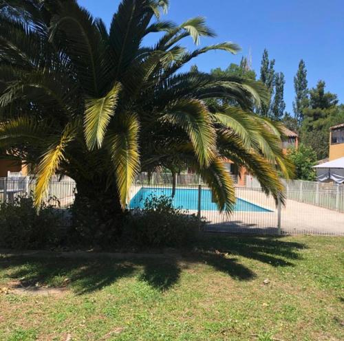 un palmier en face d'une piscine dans l'établissement Studio entre terre et mer - 4 personnes, à Arles