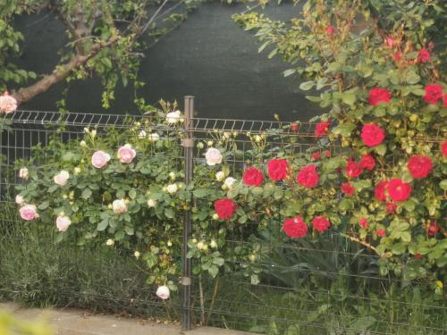 a bunch of red and white roses growing on a fence at R&B Il Melograno in Formigine