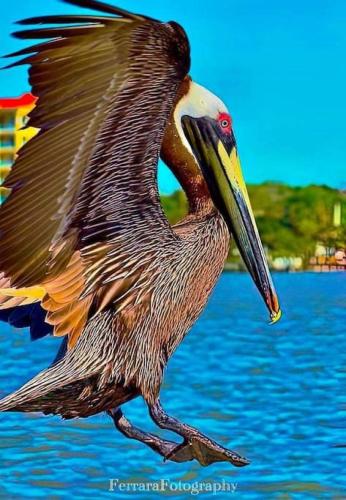a bird walking on the water with its wings out at Itz a Vibe - 1 bedroom studio in the heart of DTSP in St. Petersburg