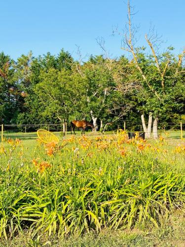 a horse is standing in a field with flowers at Le Mas d’Aloha in Plan-dʼOrgon