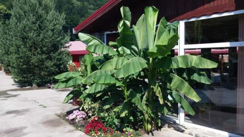 Gallery image of Restaurant-Pensiune La Danila in Zolt