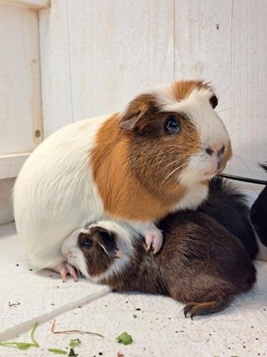 a white and brown hamster standing on top of two rats at Erlebnisbauernhof Gutschi Ranch in Kamp