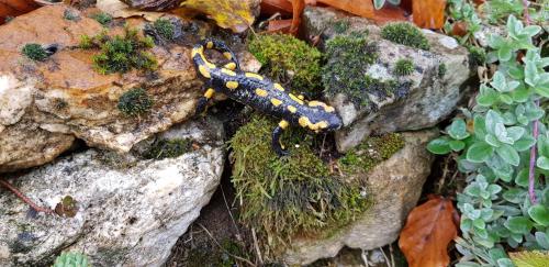 a blue and yellow scorpion on some rocks at Le jardin de Saint Jean in Saint-Jean-aux-Bois