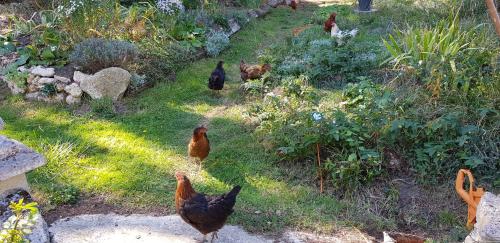 a group of chickens standing in the grass at Le jardin de Saint Jean in Saint-Jean-aux-Bois