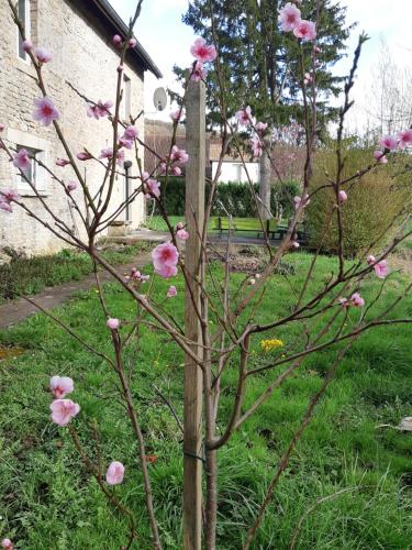a tree with pink flowers on it in a yard at Gite Clé Vacances Courchaton in Courchaton