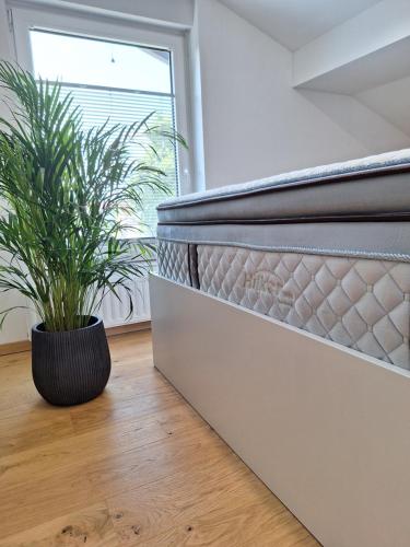 a plant sitting on the floor next to a staircase at Guesthouse Flower in Ljubljana