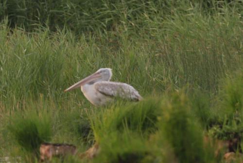 Animales en la villa o alrededores