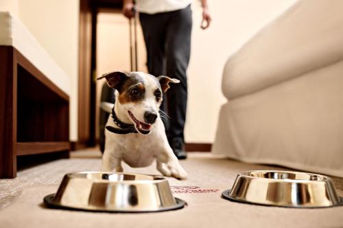 a dog walking between two metal food bowls at Sheraton Zagreb Hotel in Zagreb