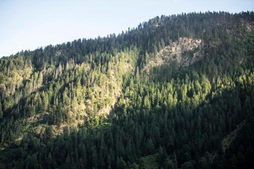 a large forest of trees on the side of a mountain at The Kamru Riverside Camps and Resorts in Sāngla