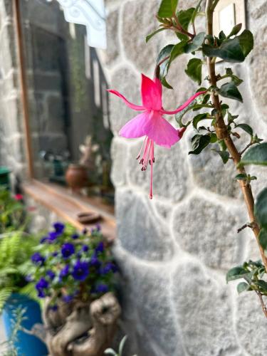 a pink flower on the side of a stone wall at Homestay Pachamama in Cabanaconde