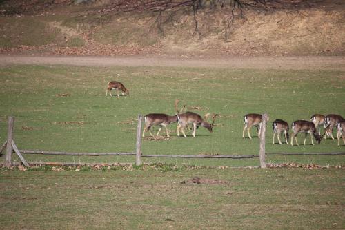 a group of deer grazing in a field at Jezerní apartmán s terasou a saunou v Lakepark Residence in Doksy