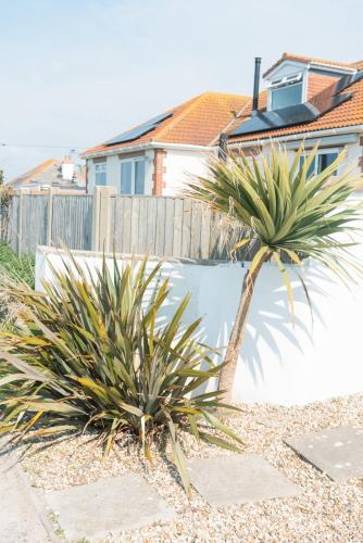 two palm trees in a yard next to a fence at Fisherman's Daughter in Dorchester