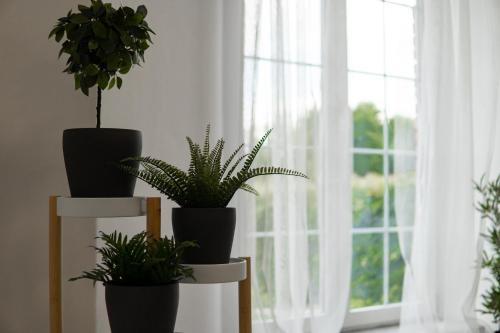 a group of potted plants on a stand in front of a window at Beautiful Apartments With Parking In a Quiet Location in Ostrava