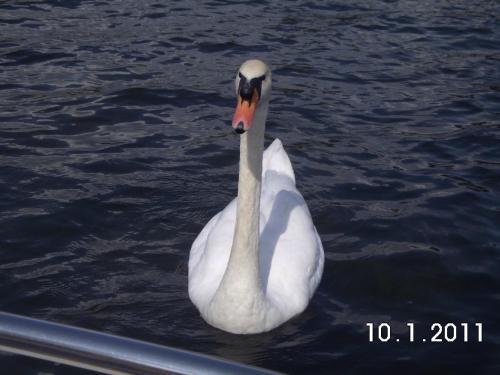 a white swan in the water next to a boat at Gesundheitshof Lohninger in Mondsee
