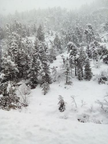 a snow covered hillside with trees and bushes at Studio au cœur de Valberg à proximité des pistes in Valberg