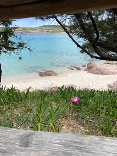a beach with a pink flower next to the water at Li sireni LA FRISAIA Bilocale vista mare FP7 Trinità d'Agultu e Vignola in Cascabraga