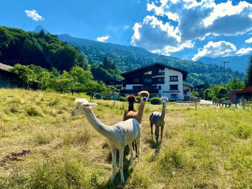 three llamas standing in a field of grass at AlpenApart Montafon - Haus Engstler in Schruns-Tschagguns