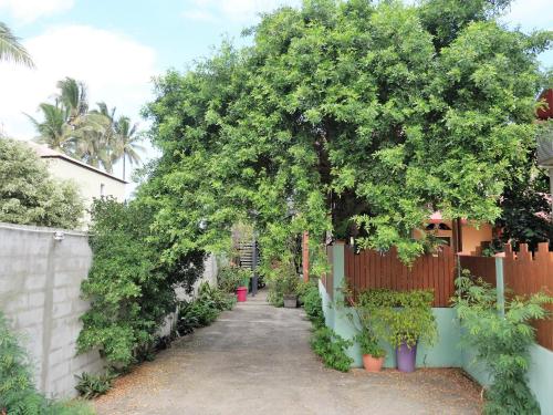 a tree in the middle of a driveway at La Kazette - Votre Studio de Vacances à l Île de La Réunion in Saint-Louis
