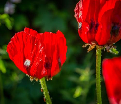 two red poppies in a field of flowers at The Rose Barn, Ysgubor y Rhosyn in Llandysul