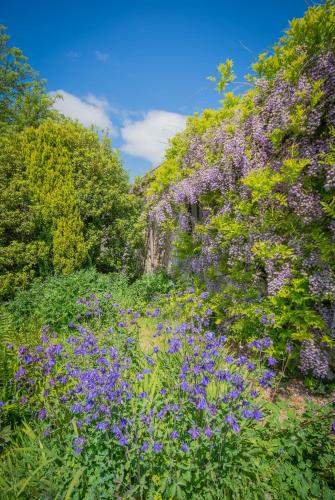 a field of purple flowers in a garden at The Rose Barn, Ysgubor y Rhosyn in Llandysul