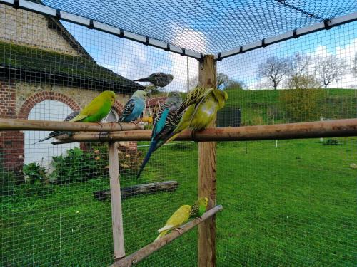a group of colorful birds sitting on top of a fence at les gîtes du val renoux in Fécamp