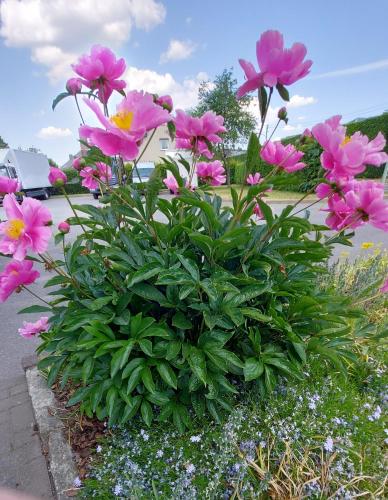 a bush of pink flowers in a yard at Ferienwohnung Roeben in Simmerath