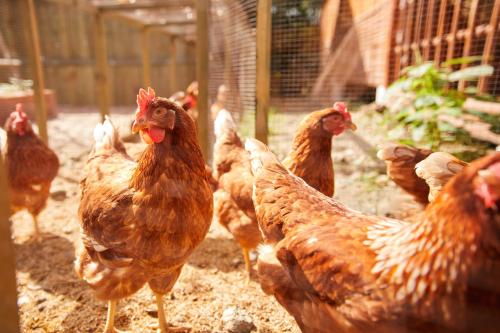a group of chickens standing in a pen at LA COCOTTE VILLA & FARM KHAO YAI in Nong Sarai