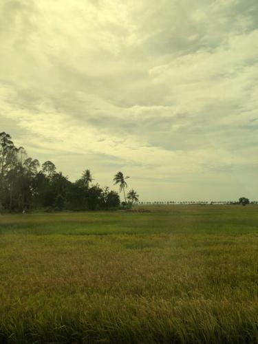 a field of grass with a palm tree in the distance at Aisyy homestay in Kampong Sungai Baru