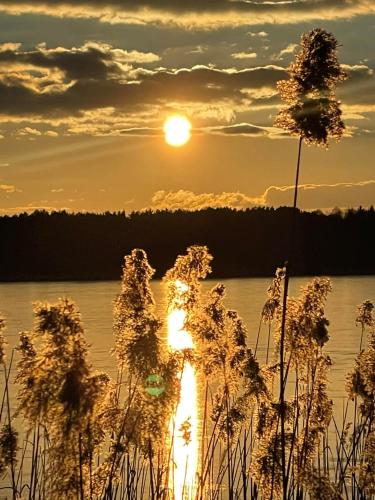 a sunset over a body of water with weeds at Apartament Green Town Rybno Warmia Mazury in Rybno