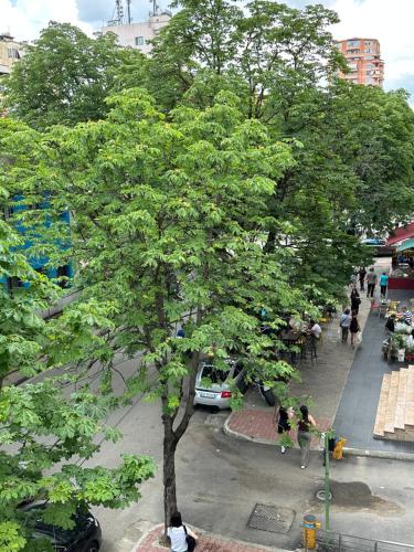 a tree in the middle of a city street at Soin Rooms in Tirana