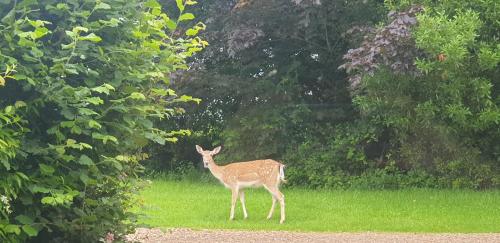 a deer standing in the grass in a field at The Old Barn Annexe, cosy stay near the city, beach, South Downs & Goodwood in Chichester