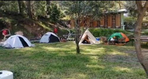 eine Gruppe von Zelten im Gras auf einem Hof in der Unterkunft Köyceğiz Sultaniye Camping in Muğla